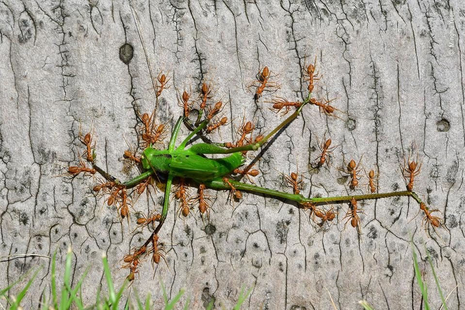 People’s Choice Award For Wildlife Photographer Of The Year 2021