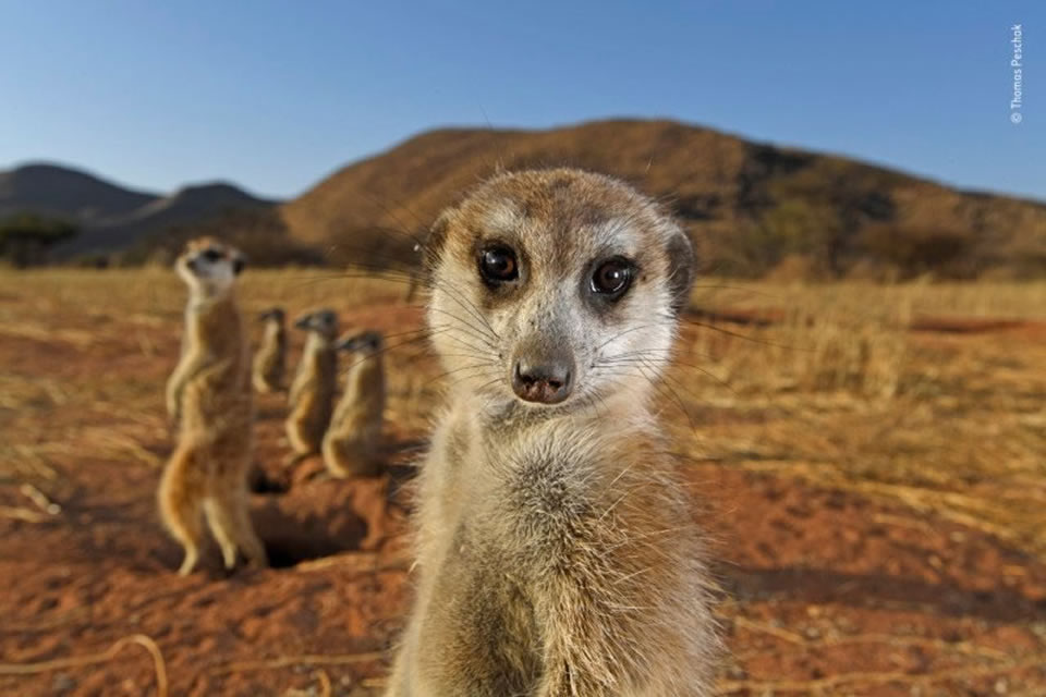 People’s Choice Award For Wildlife Photographer Of The Year 2021