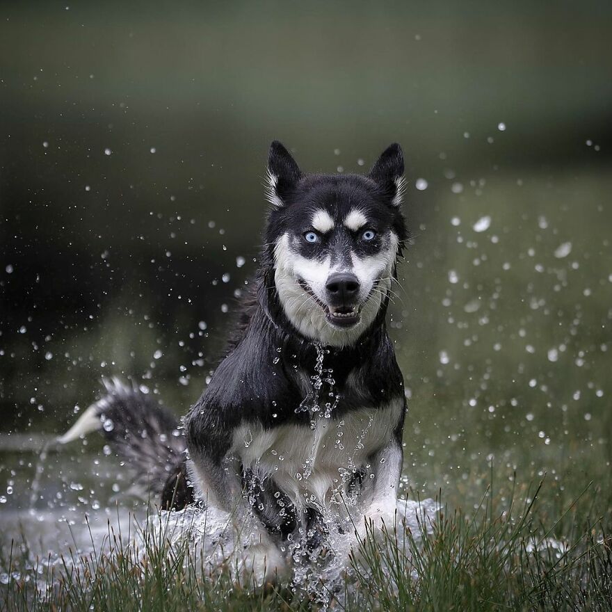 Adorable Dogs Captured By Omica Meinen