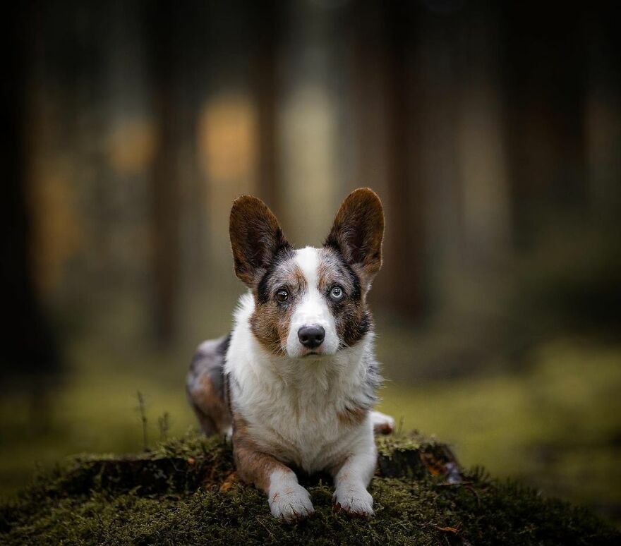 Adorable Dogs Captured By Omica Meinen