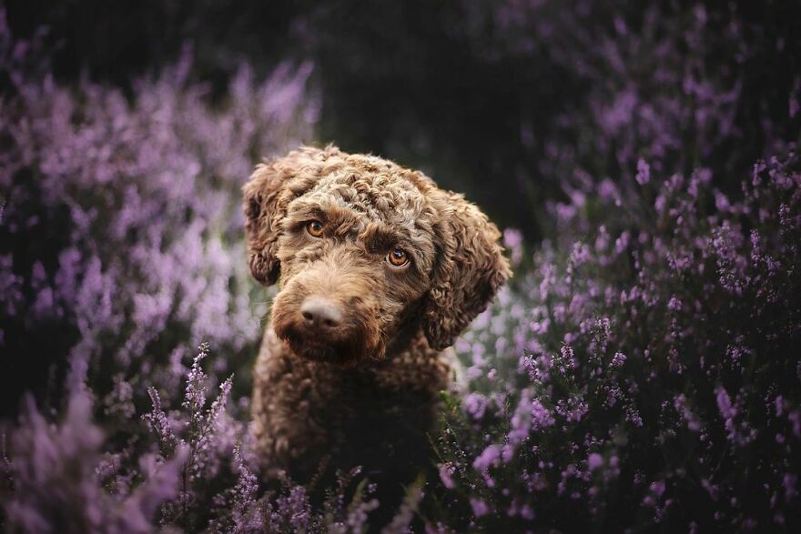 Adorable Dogs Captured By Omica Meinen