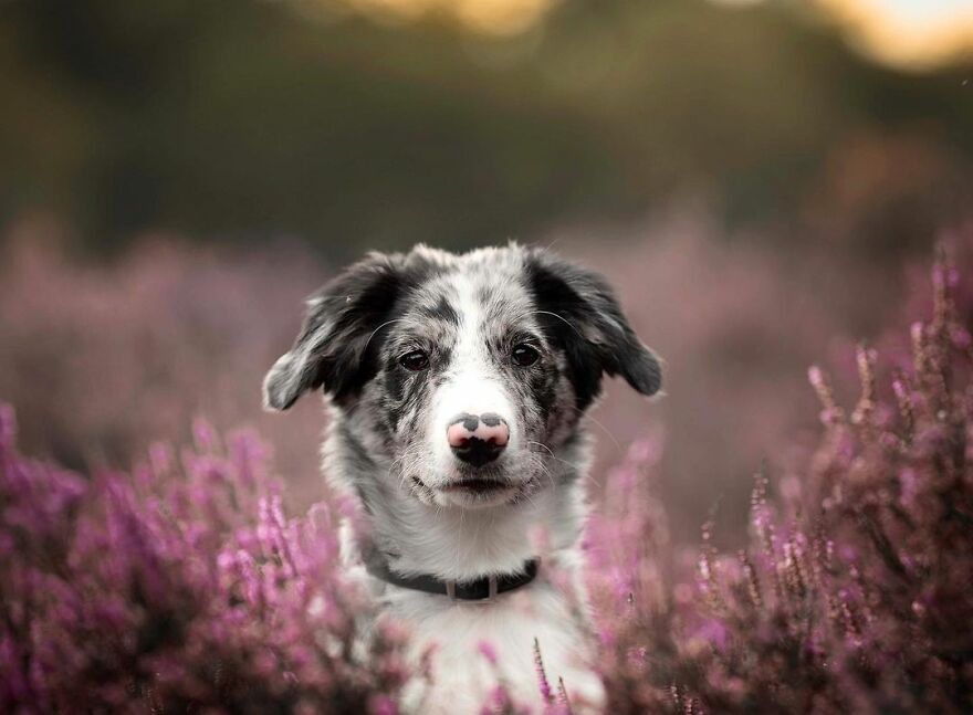 Adorable Dogs Captured By Omica Meinen