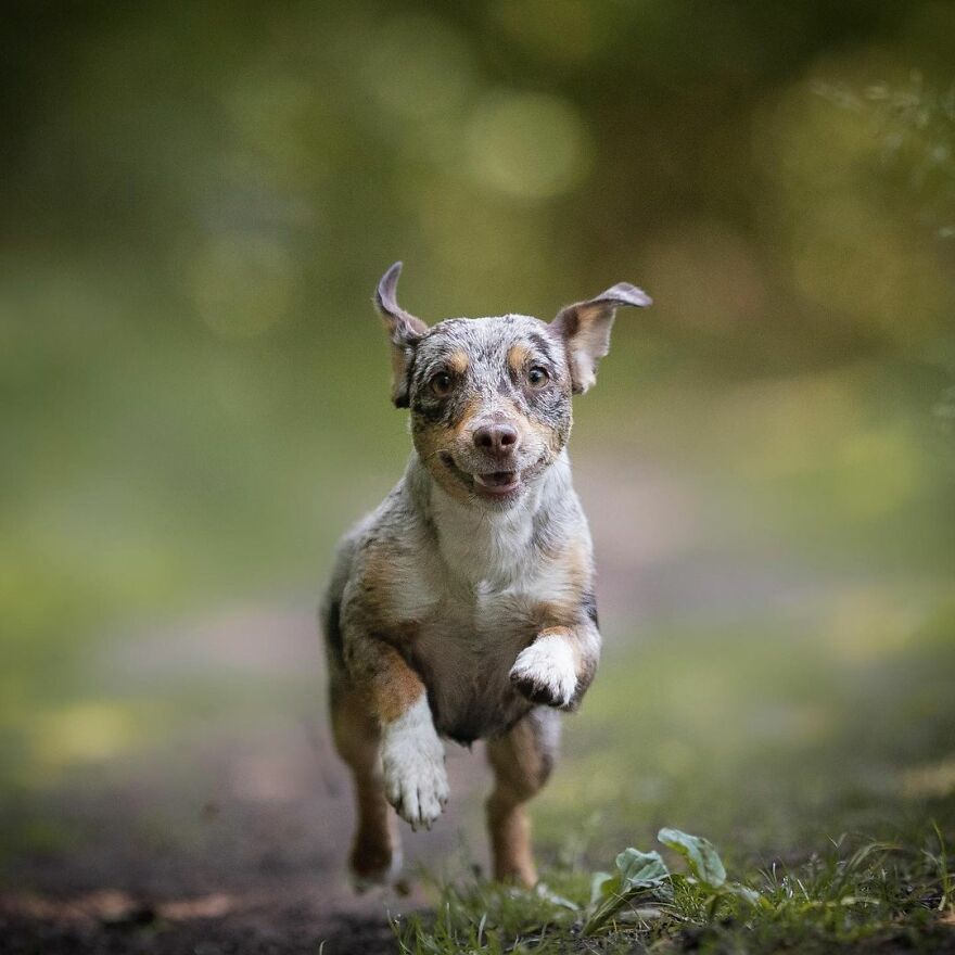 Adorable Dogs Captured By Omica Meinen