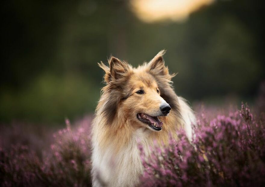 Adorable Dogs Captured By Omica Meinen