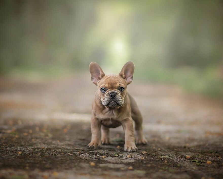 Adorable Dogs Captured By Omica Meinen