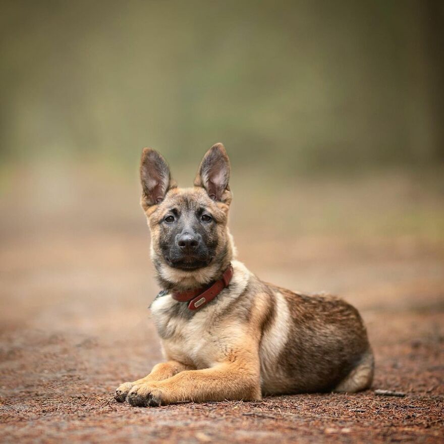 Adorable Dogs Captured By Omica Meinen