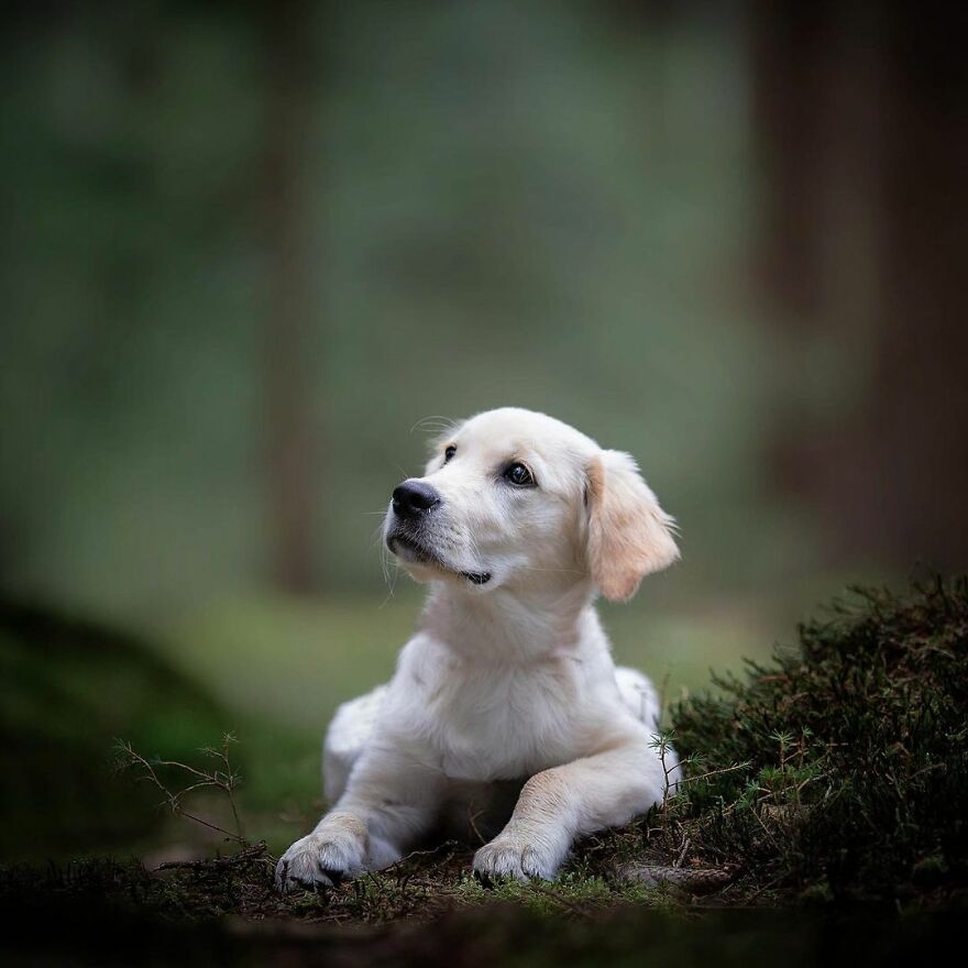 Adorable Dogs Captured By Omica Meinen