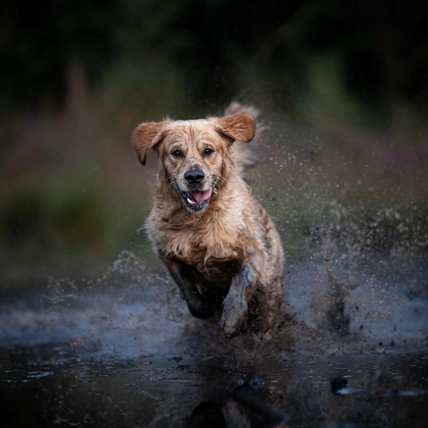 Adorable Dogs Captured By Omica Meinen