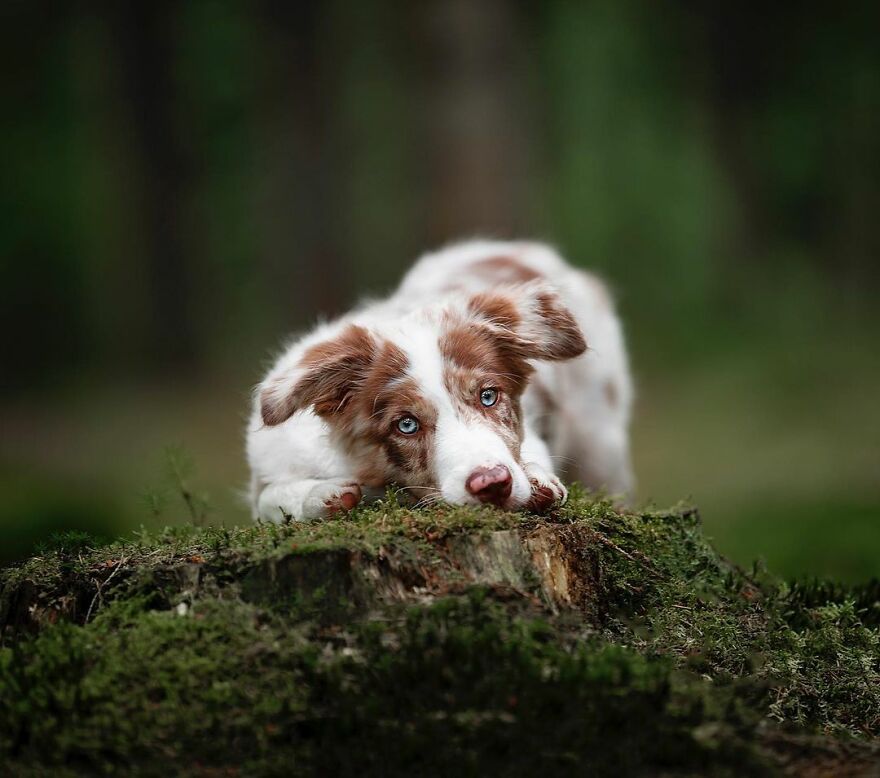 Adorable Dogs Captured By Omica Meinen