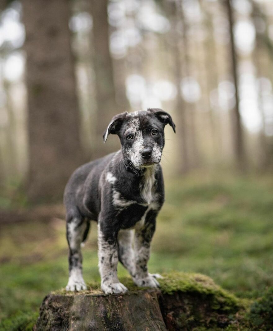 Adorable Dogs Captured By Omica Meinen