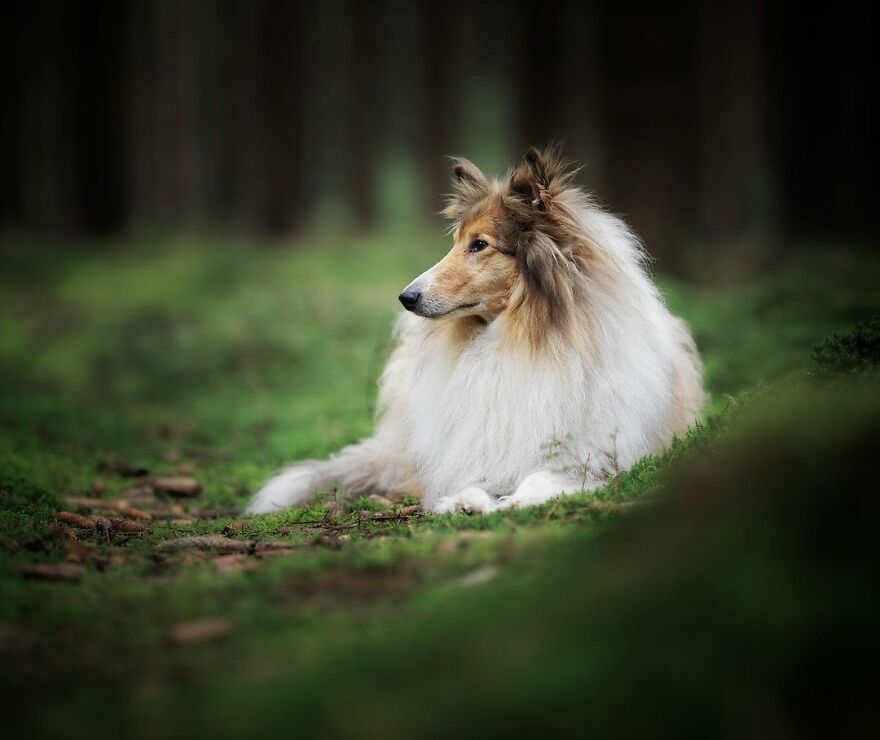 Adorable Dogs Captured By Omica Meinen