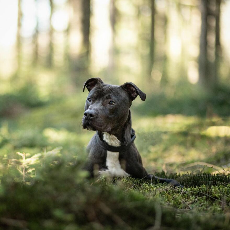 Adorable Dogs Captured By Omica Meinen