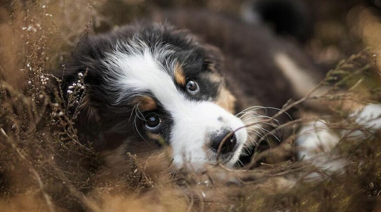 50 Wholesome And Fun Pictures Of Adorable Dogs Captured By Omica Meinen