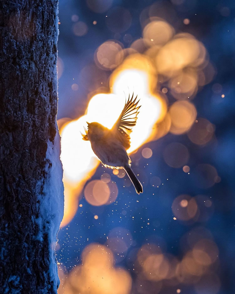 Fairy Forests In Finland By Ossi Saarinen