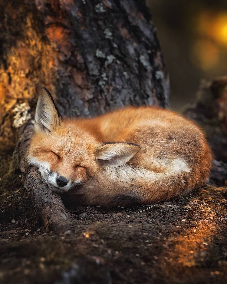 Fairy Forests In Finland By Ossi Saarinen