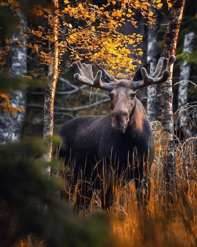 Fairy Forests In Finland By Ossi Saarinen