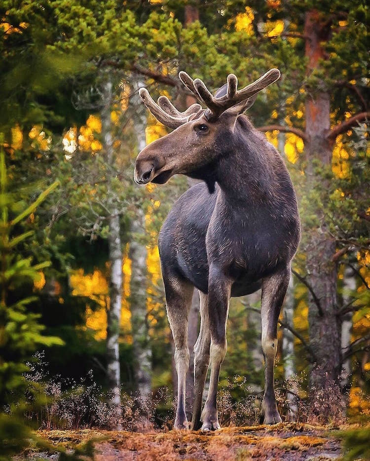 Fairy Forests In Finland By Ossi Saarinen