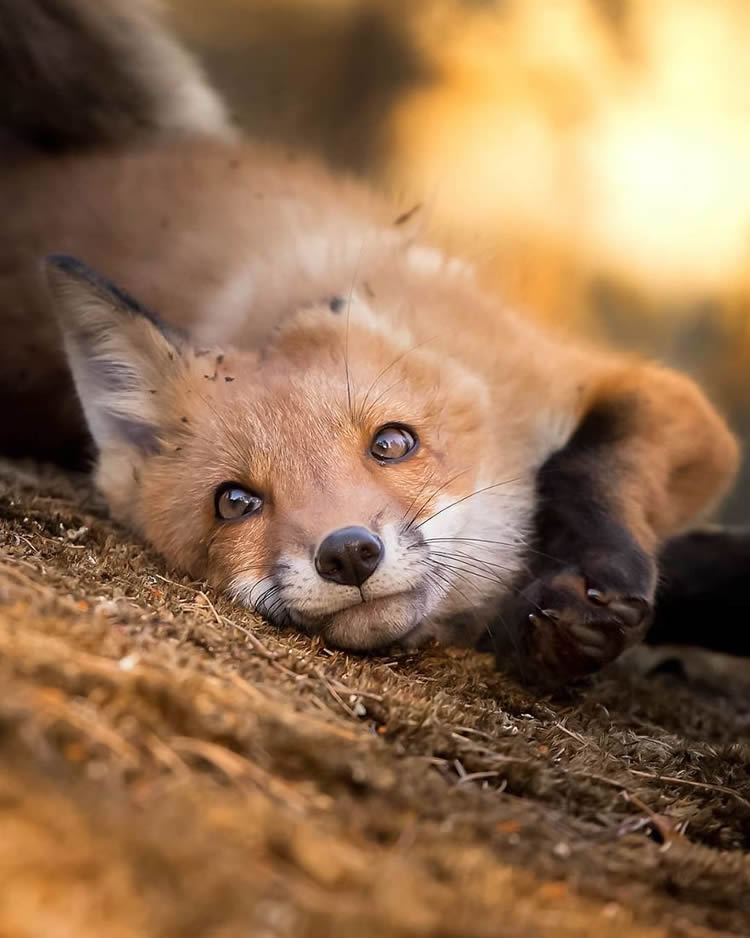 Fairy Forests In Finland By Ossi Saarinen