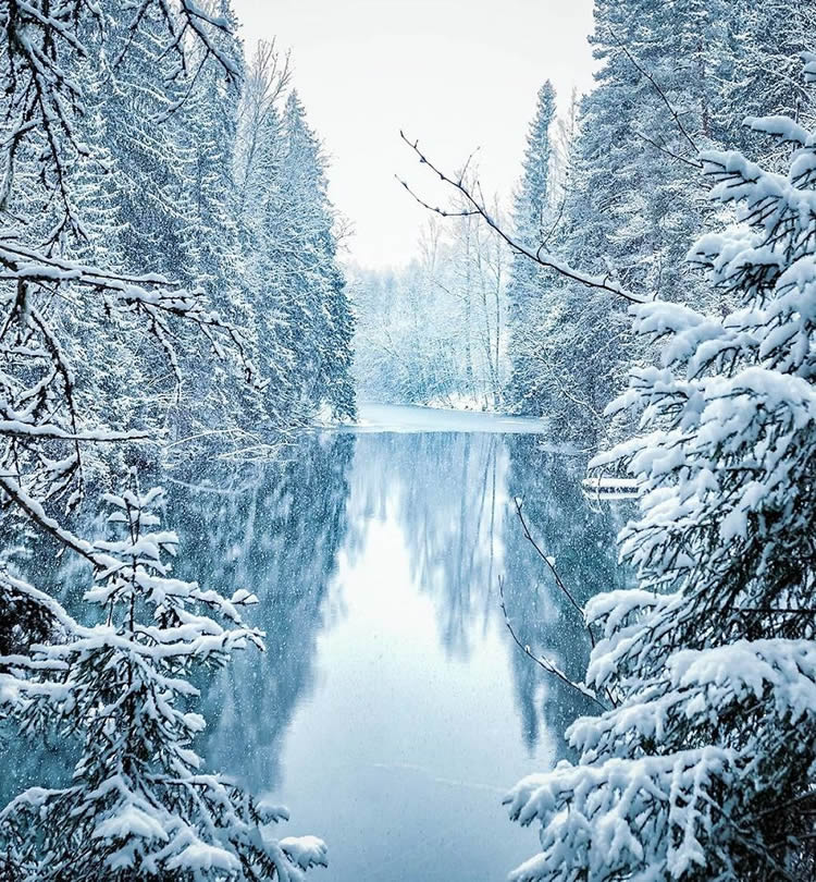 Fairy Forests In Finland By Ossi Saarinen