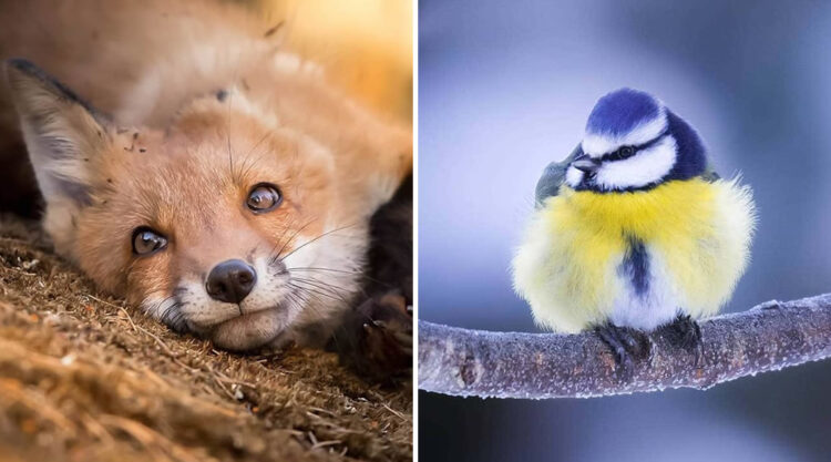 Wildlife Photographer Ossi Saarinen Beautifully Captured Fairy Forests In Finland