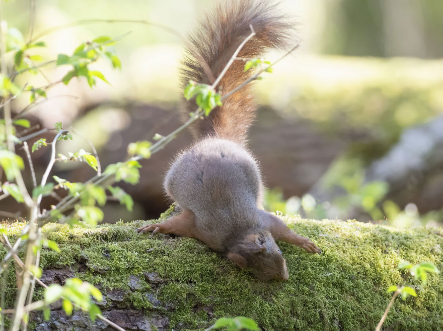 Funny Squirrels Photography By Johnny Kaapa