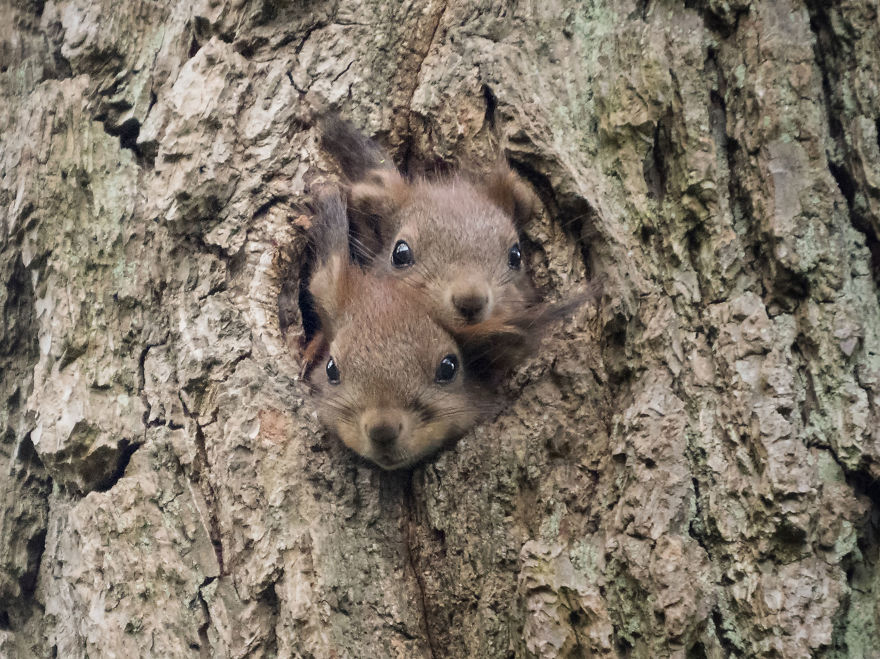 Funny Squirrels Photography By Johnny Kaapa