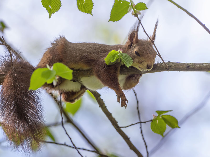 Funny Squirrels Photography By Johnny Kaapa