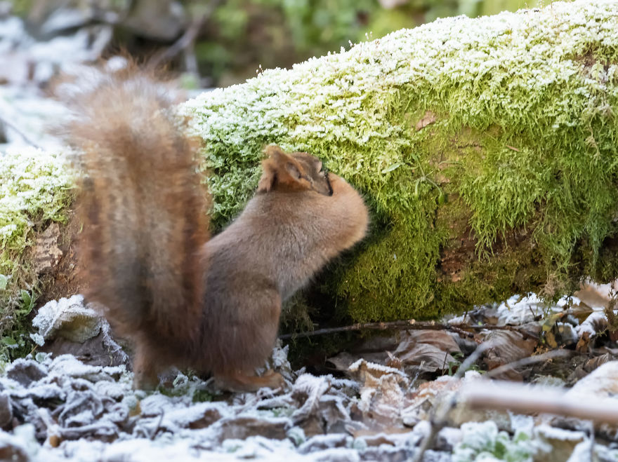 Funny Squirrels Photography By Johnny Kaapa