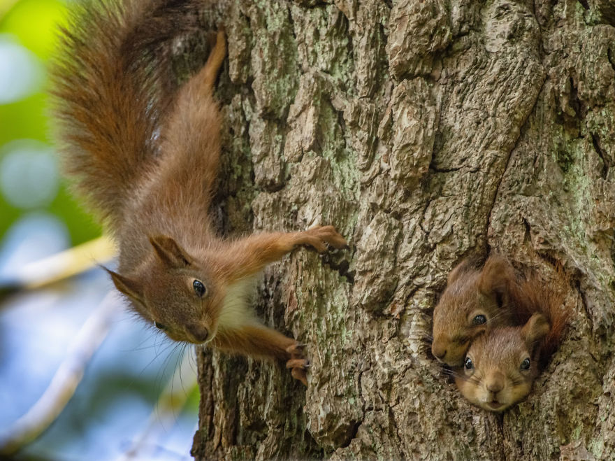 Funny Squirrels Photography By Johnny Kaapa