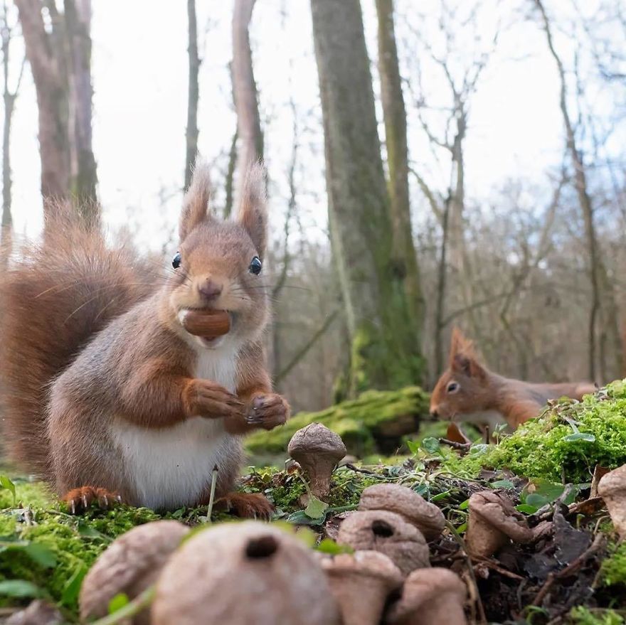 Funny Squirrels Photography By Johnny Kaapa