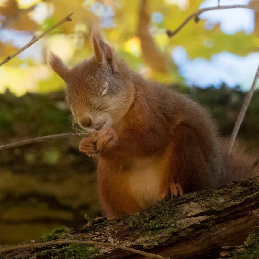 Funny Squirrels Photography By Johnny Kaapa