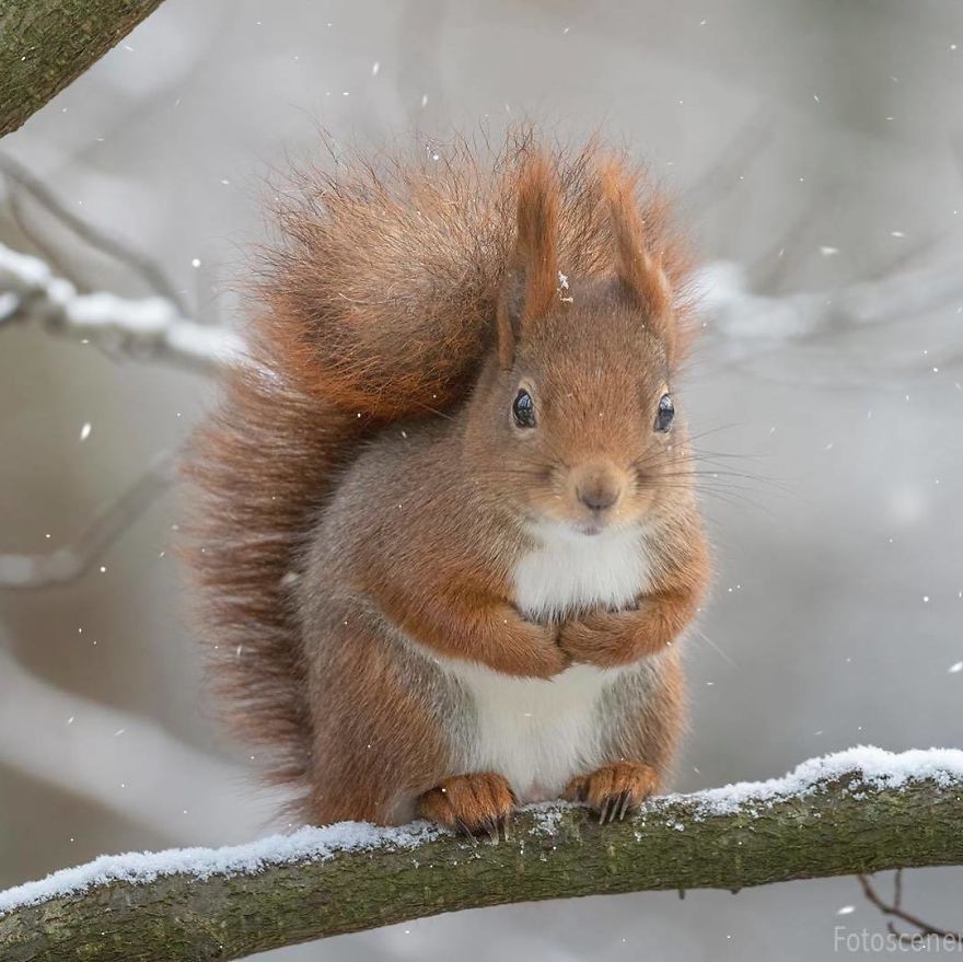 Funny Squirrels Photography By Johnny Kaapa