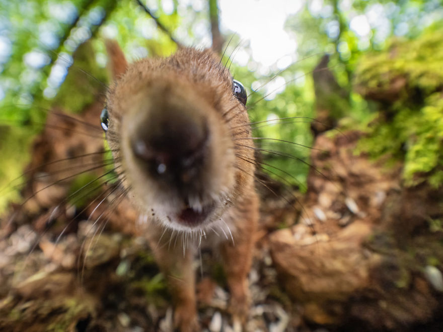 Funny Squirrels Photography By Johnny Kaapa