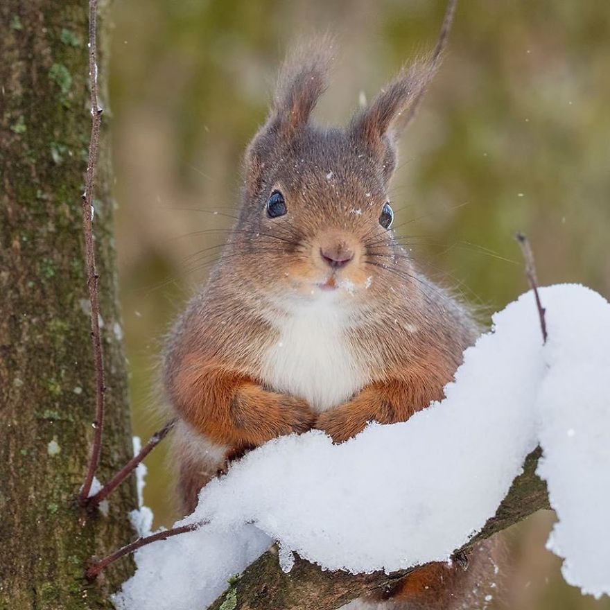 Funny Squirrels Photography By Johnny Kaapa