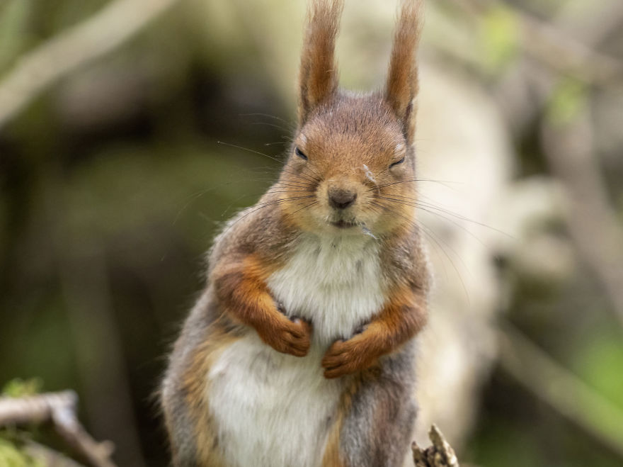 Funny Squirrels Photography By Johnny Kaapa