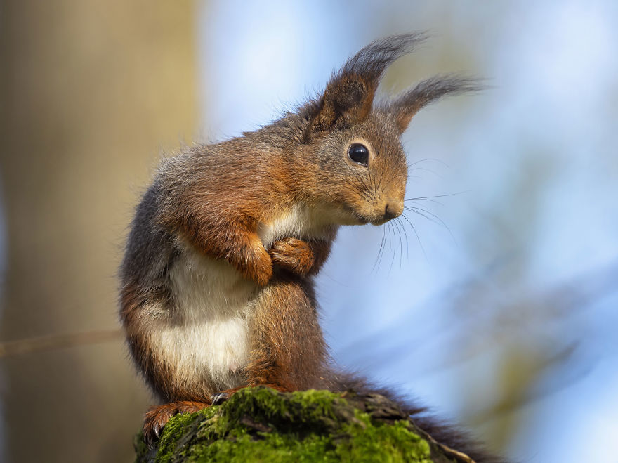 Funny Squirrels Photography By Johnny Kaapa