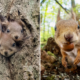 Photographer Capturing Squirrels And Coming Up With Funny Titles To Make People Smile