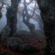 Meet The Elders: Autumn Wandering In The woods Of Center Of France By David Bouscarle