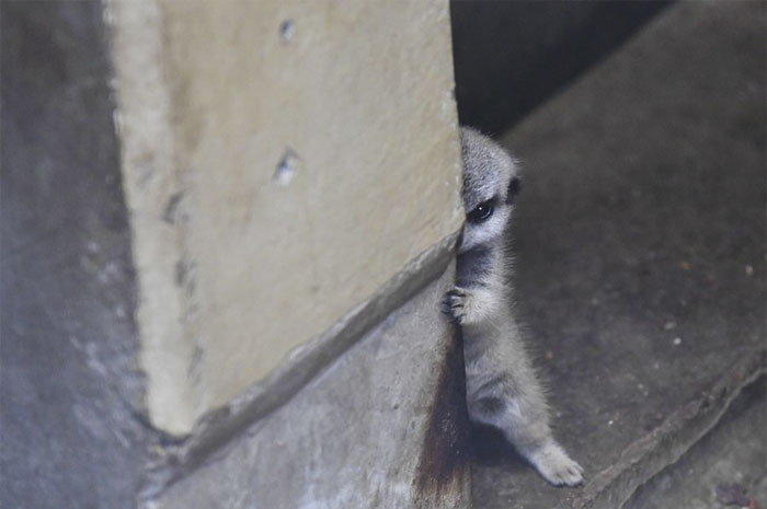 A shy at first baby Meerkat and its family by Japanese photographer