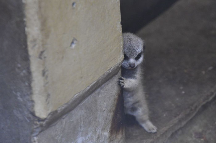 A shy at first baby Meerkat and its family by Japanese photographer