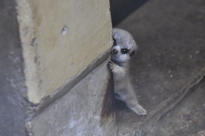 A shy at first baby Meerkat and its family by Japanese photographer