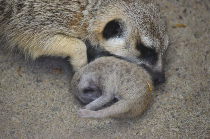 A shy at first baby Meerkat and its family by Japanese photographer