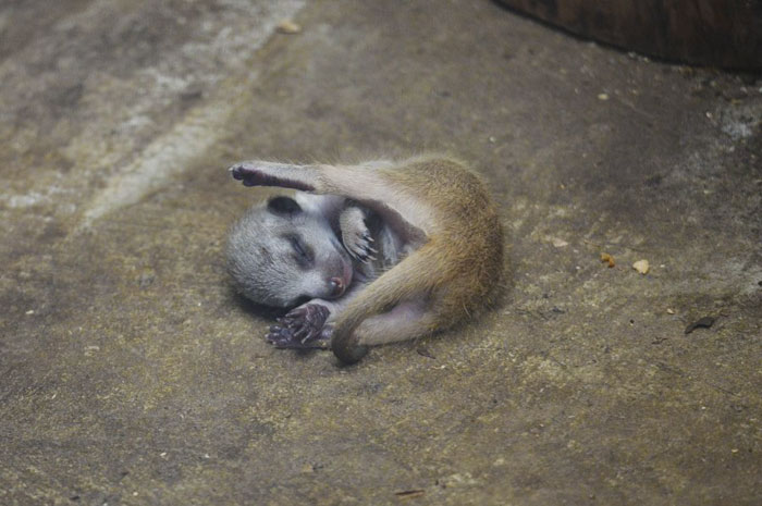 A shy at first baby Meerkat and its family by Japanese photographer