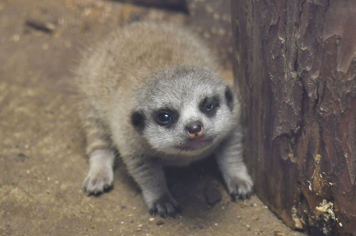 A shy at first baby Meerkat and its family by Japanese photographer