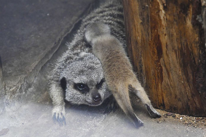 A shy at first baby Meerkat and its family by Japanese photographer