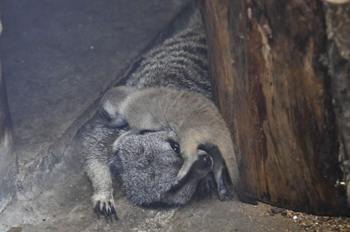 A shy at first baby Meerkat and its family by Japanese photographer