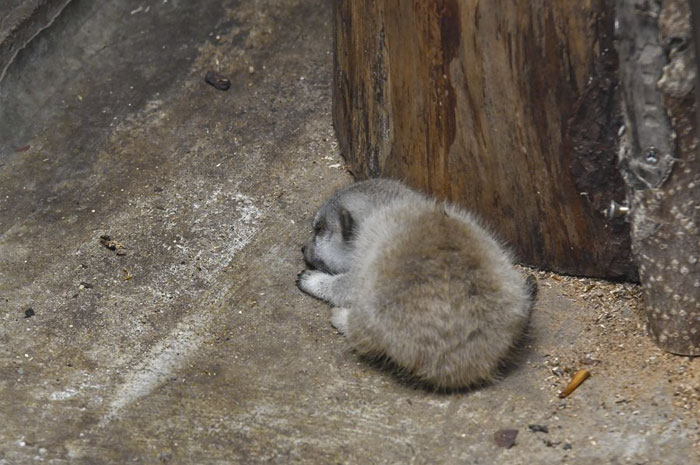 A shy at first baby Meerkat and its family by Japanese photographer