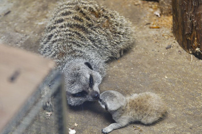 A shy at first baby Meerkat and its family by Japanese photographer