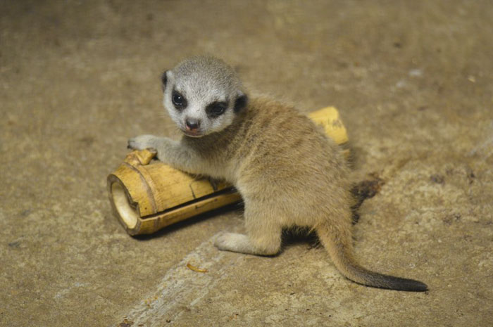 A shy at first baby Meerkat and its family by Japanese photographer