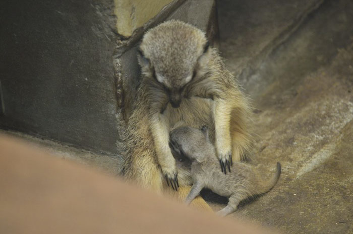 A shy at first baby Meerkat and its family by Japanese photographer